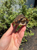 Razor backed Musk Turtle CB Adult Male