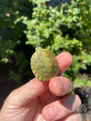 Mitch Clown Red Eared Slider Turtle