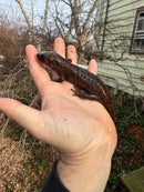 Coastal Giant Salamander CB Adult Females (Dicamptodon tenebrosus)