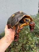 Red Foot Tortoise Adult Male