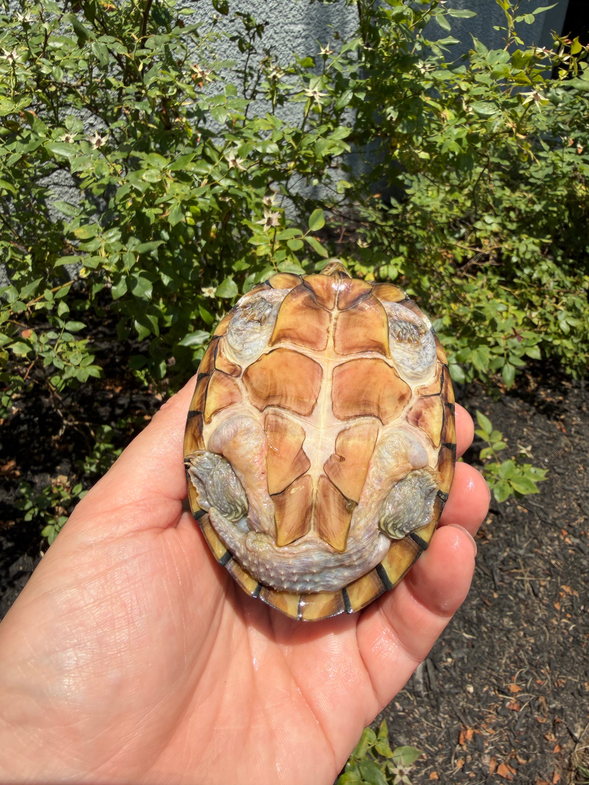 Razorbacked Musk Turtles For Sale | American Reptile Distributors
