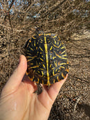 Florida Box Turtle Adult Female