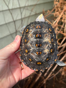Flowerback Ornate Diamondback Terrapin Female