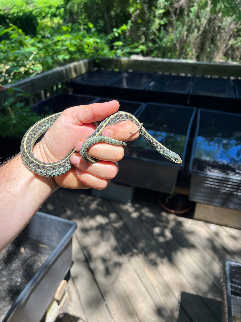 Florida Blue Garter Snake Adult Male