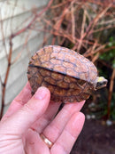 Golden Coin Box Turtle 2023