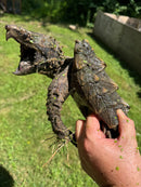 Alligator Snapping Turtle Sub Adult Female