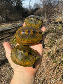 Japanese Pond Turtle 1.3 (Mauremys japonica) (Priced As Group)