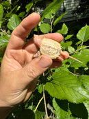 Paradox Albino Common Snapping Turtle