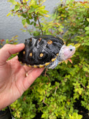 Ornate Diamondback Terrapin Female