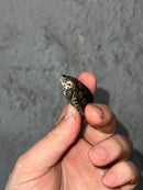 Hi White Concentric Diamondback Terrapin 2023