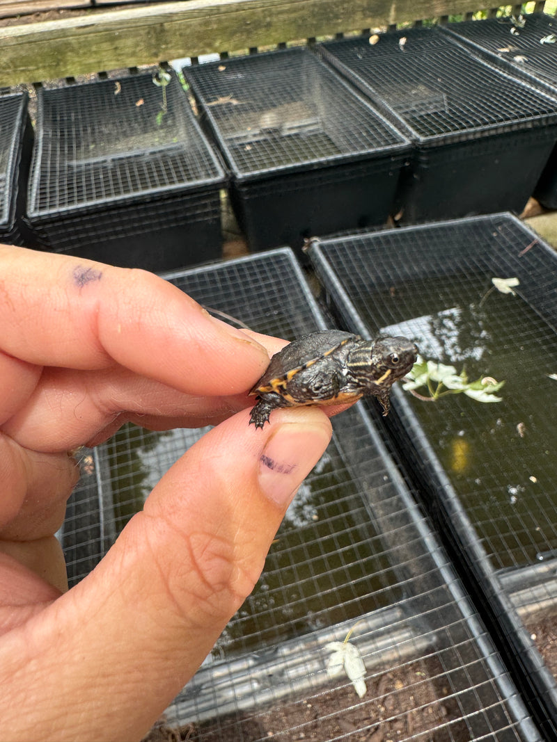 Razor backed Musk Turtle X Stinkpot Musk Turtle Hybrid Baby 2024