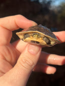Ceram Box Turtle Baby