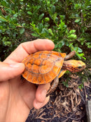 Bourret's Flowerback Box Turtle 2026