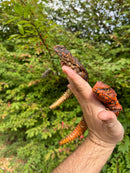 Super Red Niger Uromastyx Adult Pair