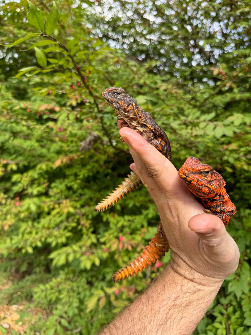 Super Red Niger Uromastyx Adult Pair