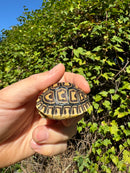 Leopard Tortoise 2024