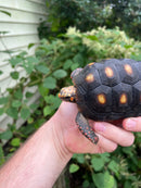 Colombian Clownface Redfoot Tortoise 2021