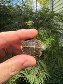 Pastel Clown Eastern Painted Turtle 2025