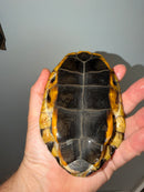 Twist-necked Turtle LTC Male