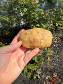 Albino Reeves Turtle Pair
