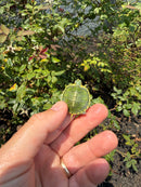Pastel Picasso Red Eared Slider Turtle