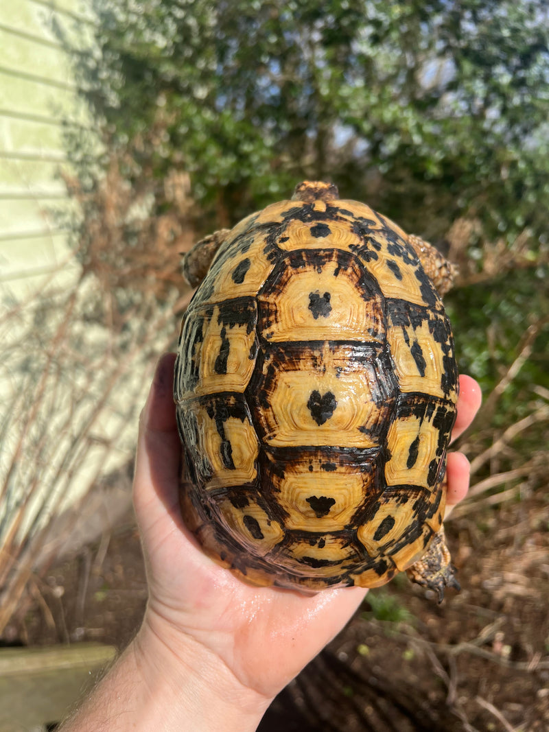 Libyan Greek Tortoise Adult Female