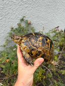 Mesopotamian Greek Tortoise Adult Female