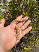 Giant Dune Gecko Adults (Stenodactylus petrii)