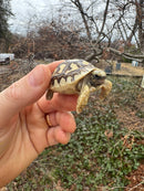 Hi White Leopard Tortoise 2026