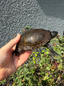 Franco-Italian Pond Turtle Adult Male