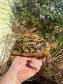 Libyan Greek Tortoise Adult Female