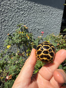 Sri Lankan Star Tortoise