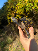 Florida Box Turtle Adult Male