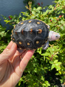 Ornate Diamondback Terrapin Female