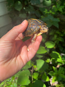 Florida Box Turtle 2021 Female