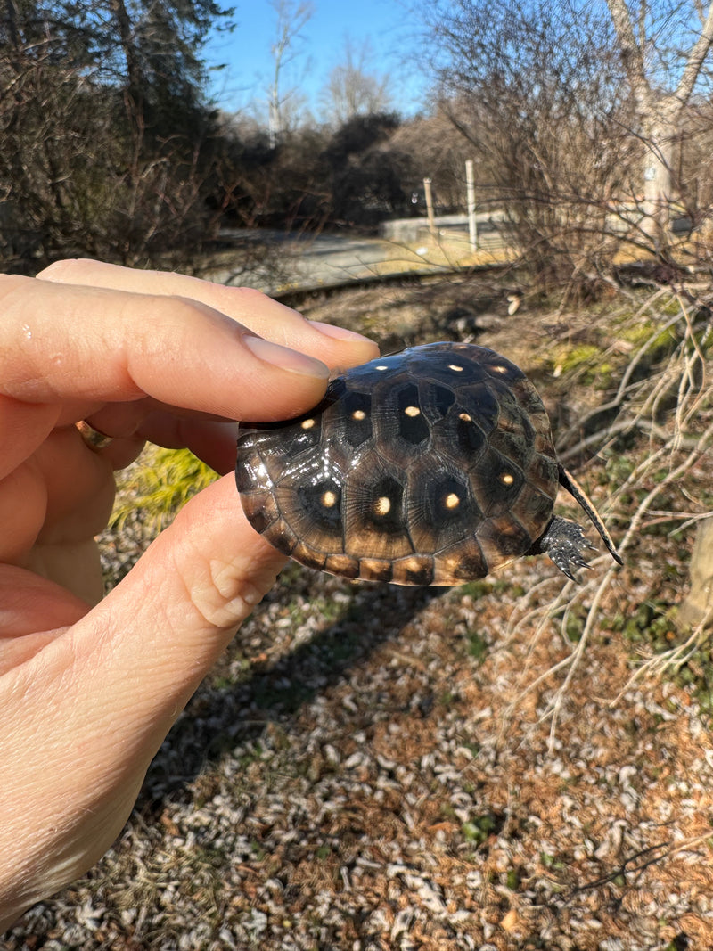 Spotted Turtle 2023 Female