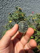 Pastel Clown Yellow Bellied Turtle 2026