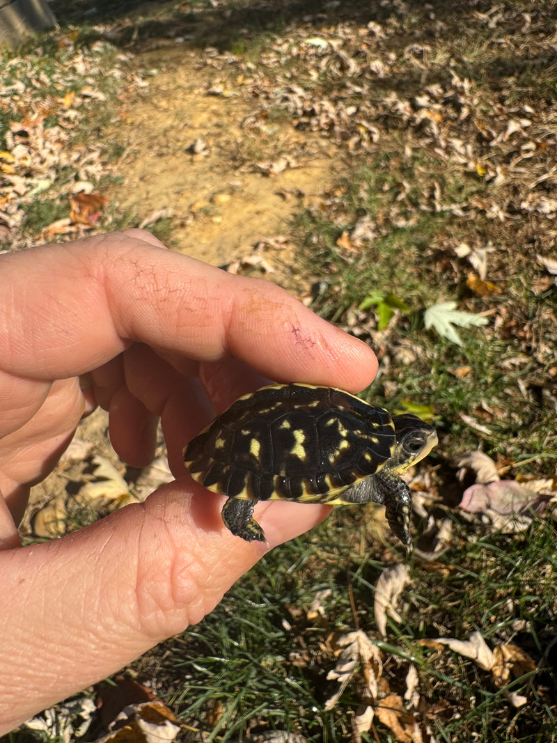 HI YELLOW Florida Box Turtle Baby 2024