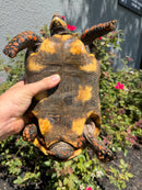 Red Foot Tortoise Adult Female
