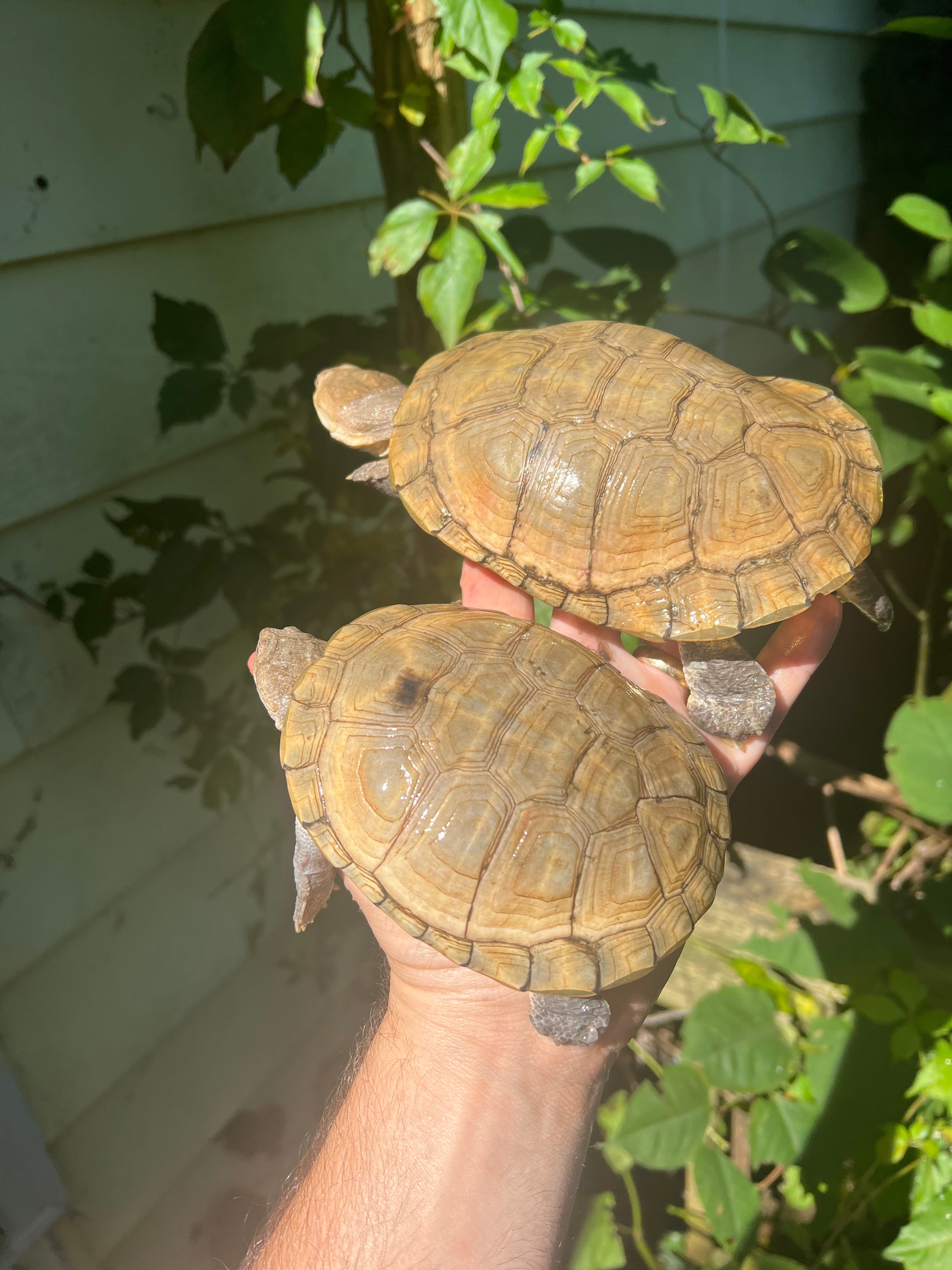 African Helmeted Turtle For Sale | American Reptile Distributors