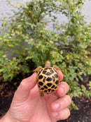 Burmese Star Tortoise 2026