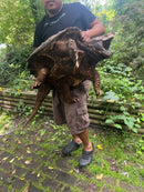 Alligator Snapping Turtle Adult Male