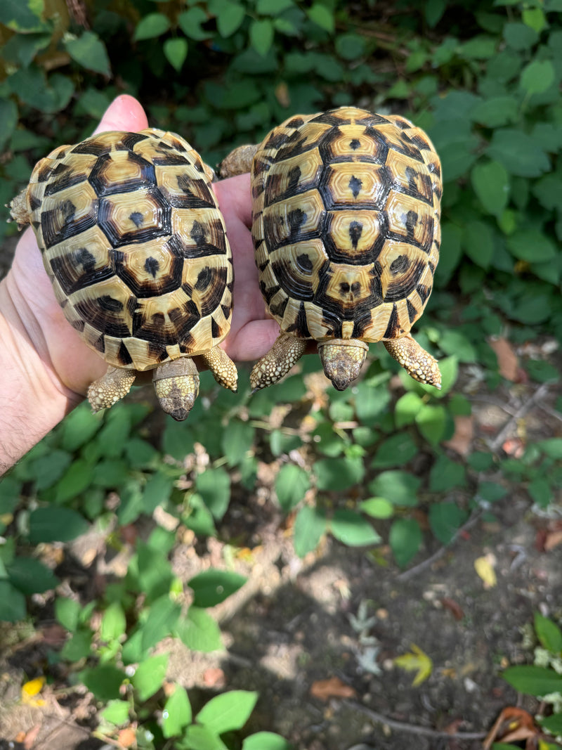 Eastern Hermann's Tortoise Pair