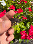 Hi Color Yellow Baby Eastern Box Turtle