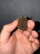 Hi White Concentric Diamondback Terrapin 2025