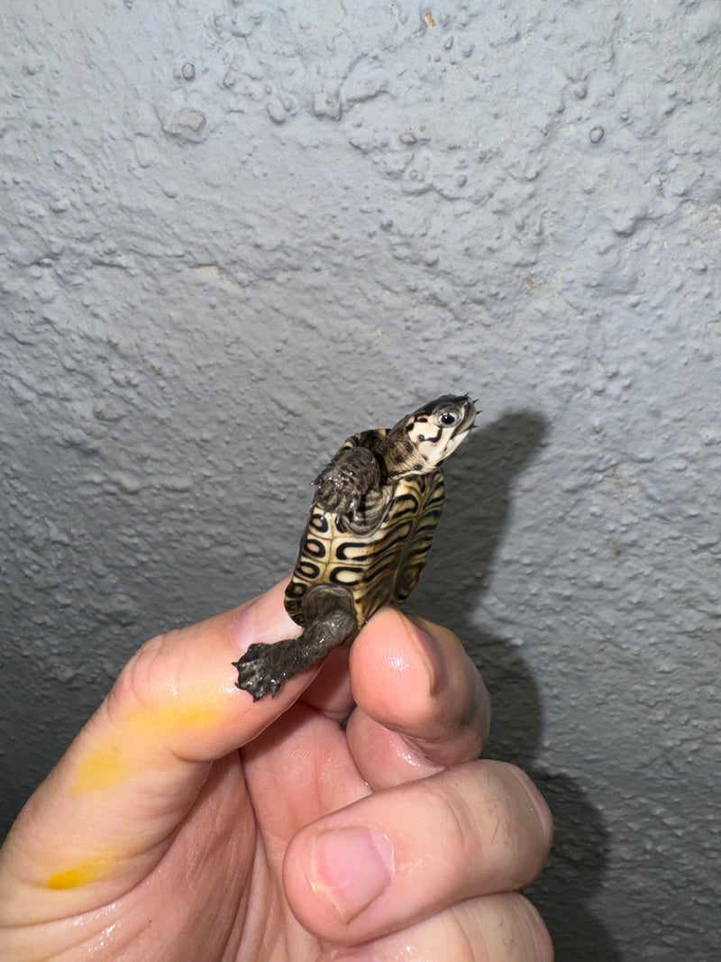 Hi White Concentric Diamondback Terrapin 2024