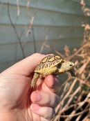 Leopard Tortoise 2024