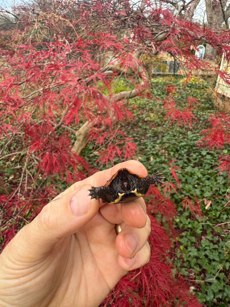 Hi Orange Vietnamese Black Breasted Leaf Turtle Baby 2025