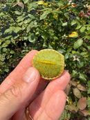 Pastel Clown Red Eared Slider Turtle