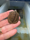 Cinnamon Snapping Turtle